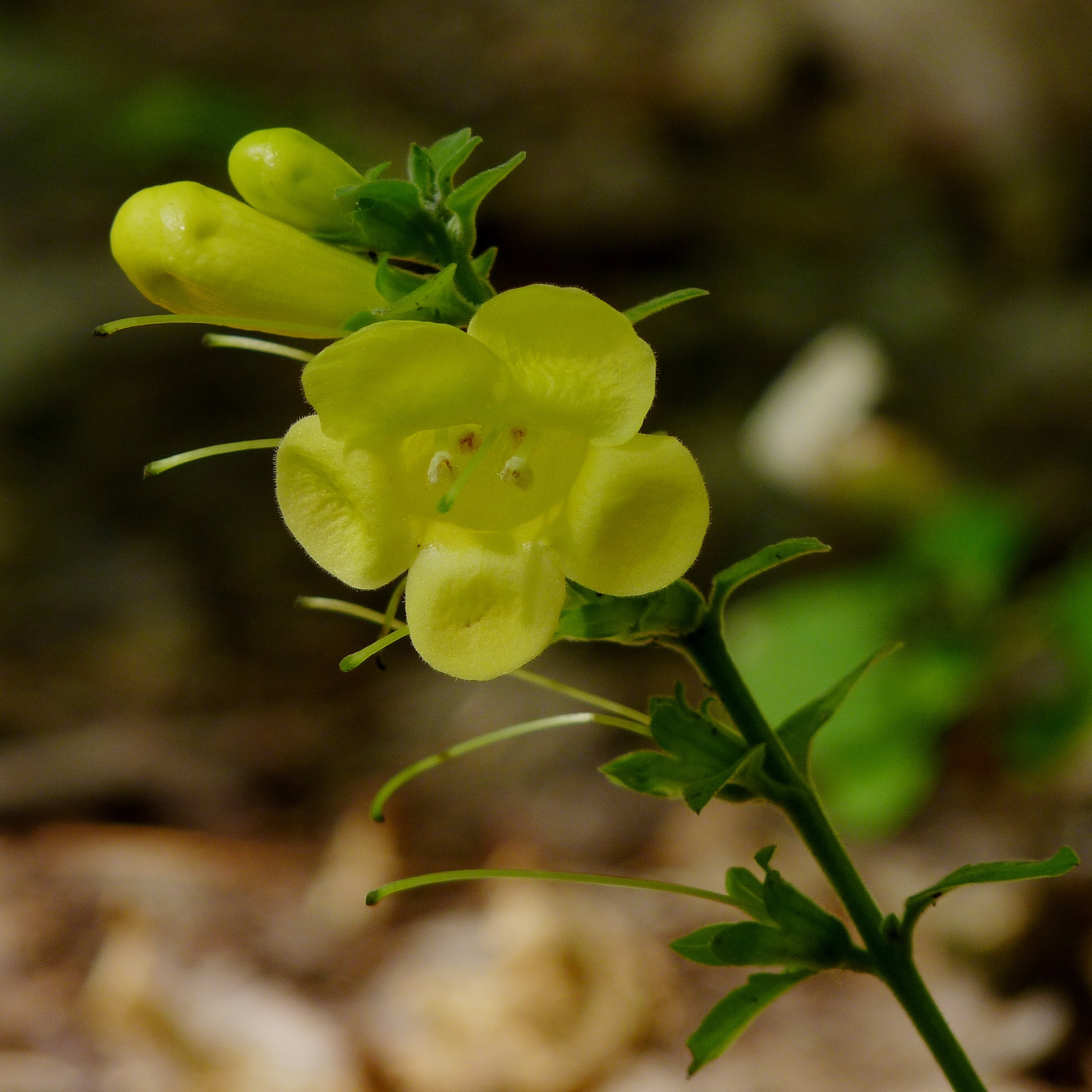 Aureolaria virginica
