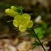 Aureolaria virginica - Photo (c) Dendroica cerulea,  זכויות יוצרים חלקיות (CC BY)