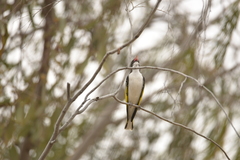 Grantiella picta