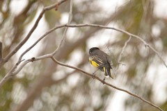 Grantiella picta