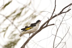 Grantiella picta