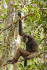 Bornean White-Bearded Gibbon photo 2