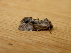 Epicyrtica leucostigma