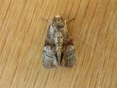 Epicyrtica leucostigma