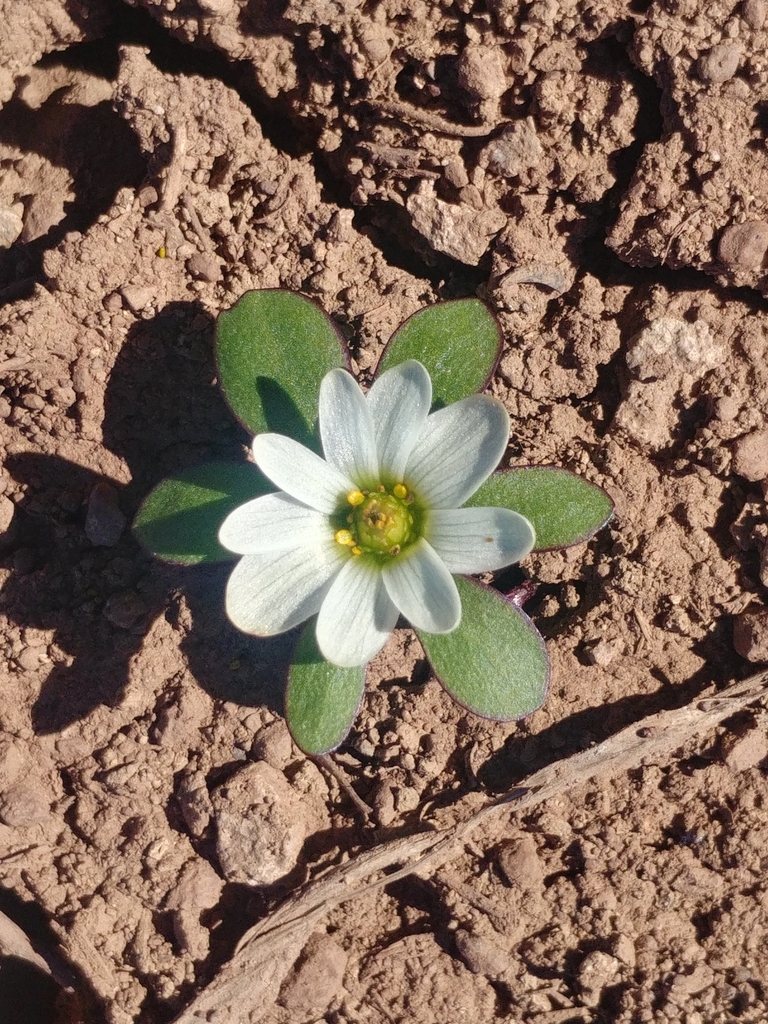 Knowltonia chilensis