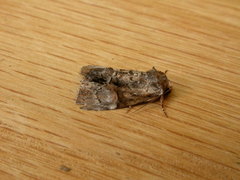 Epicyrtica leucostigma