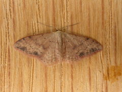 Idaea halmaea