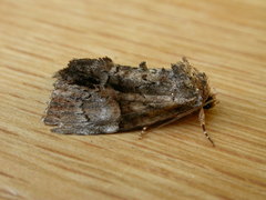 Epicyrtica leucostigma