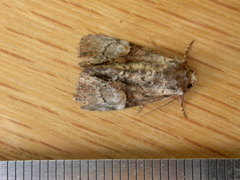 Epicyrtica leucostigma
