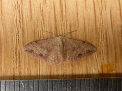 Idaea halmaea