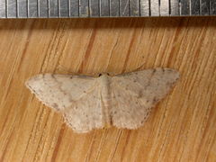 Idaea halmaea