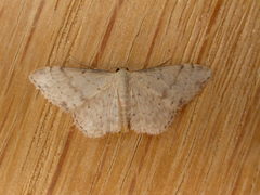 Idaea halmaea