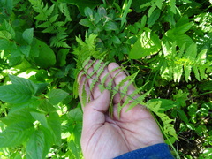 Thelypteris palustris pubescens