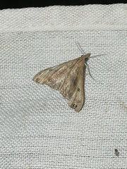Palthis angulalis