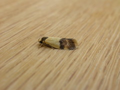 Oecophorinae