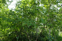 Celtis biondii