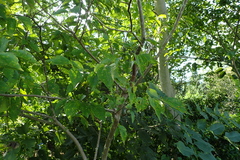 Celtis biondii