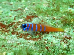 Lythrypnus dalli
