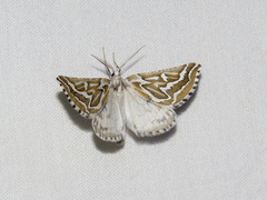 Plataea trilinearia