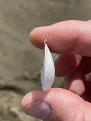 Rexithaerus secta