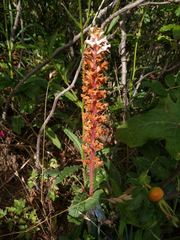 Orobanche picridis