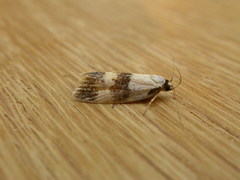 Oecophorinae