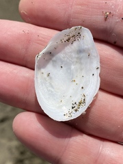 Rexithaerus secta