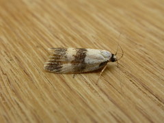 Oecophorinae
