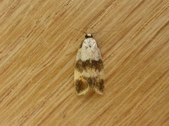 Oecophorinae