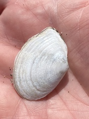 Rexithaerus secta