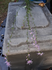 Liatris elegantula