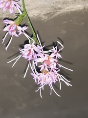 Liatris elegantula