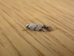 Oecophorinae