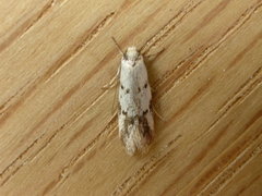 Oecophorinae