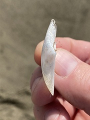 Rexithaerus secta