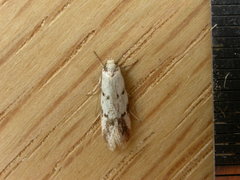 Oecophorinae