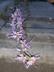 Liatris elegantula