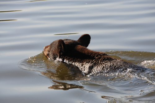 American Black Bear photographed in Louisiana