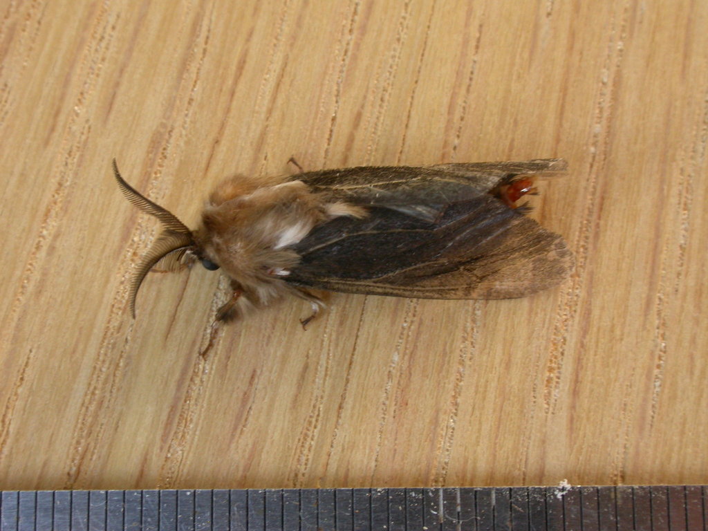 Common Case Moth