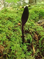 Geoglossum glabrum