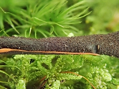 Geoglossum glabrum