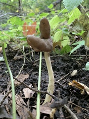 Helvella compressa