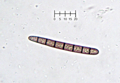 Geoglossum glabrum