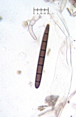 Geoglossum glabrum