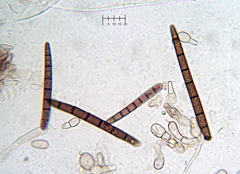 Geoglossum glabrum