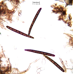 Geoglossum glabrum