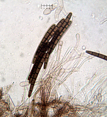 Geoglossum glabrum