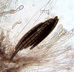 Geoglossum glabrum