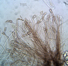 Geoglossum glabrum