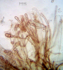 Geoglossum glabrum